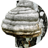 chaga alebo rezavec šikmý