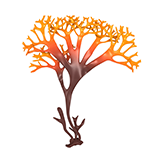 puchratka kučeravá