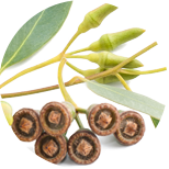 Eukalyptus