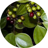 Lindera