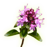 Materina dúška