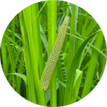 Puškvorec obyčajný