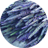 Schizonepeta