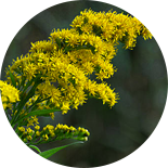 Zlatobyľ obyčajný